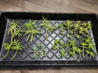 Thumbnail for the listing's main image