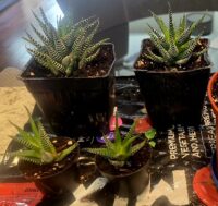 Thumbnail for the listing's main image